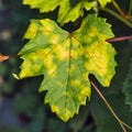 A dangerous disease of grape Mildew Ã¢â¬â downy mildew  lat. Of plasmopara viticola Royalty Free Stock Photo